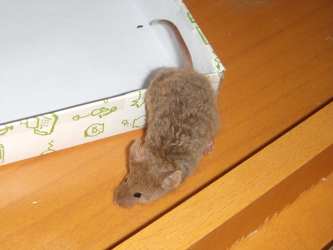 Mus Chatsworth's Curly billede 3