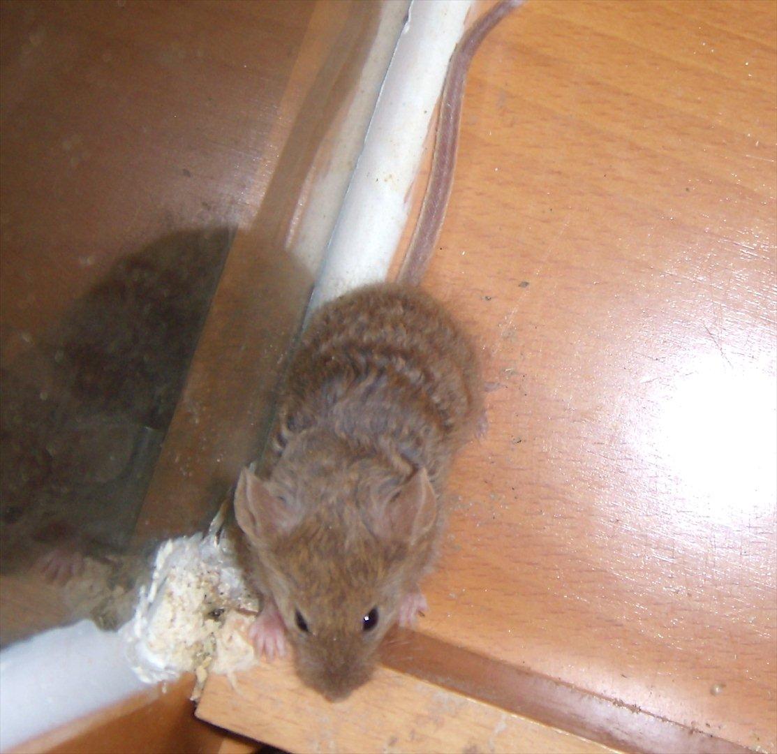 Mus Chatsworth's Curly billede 4