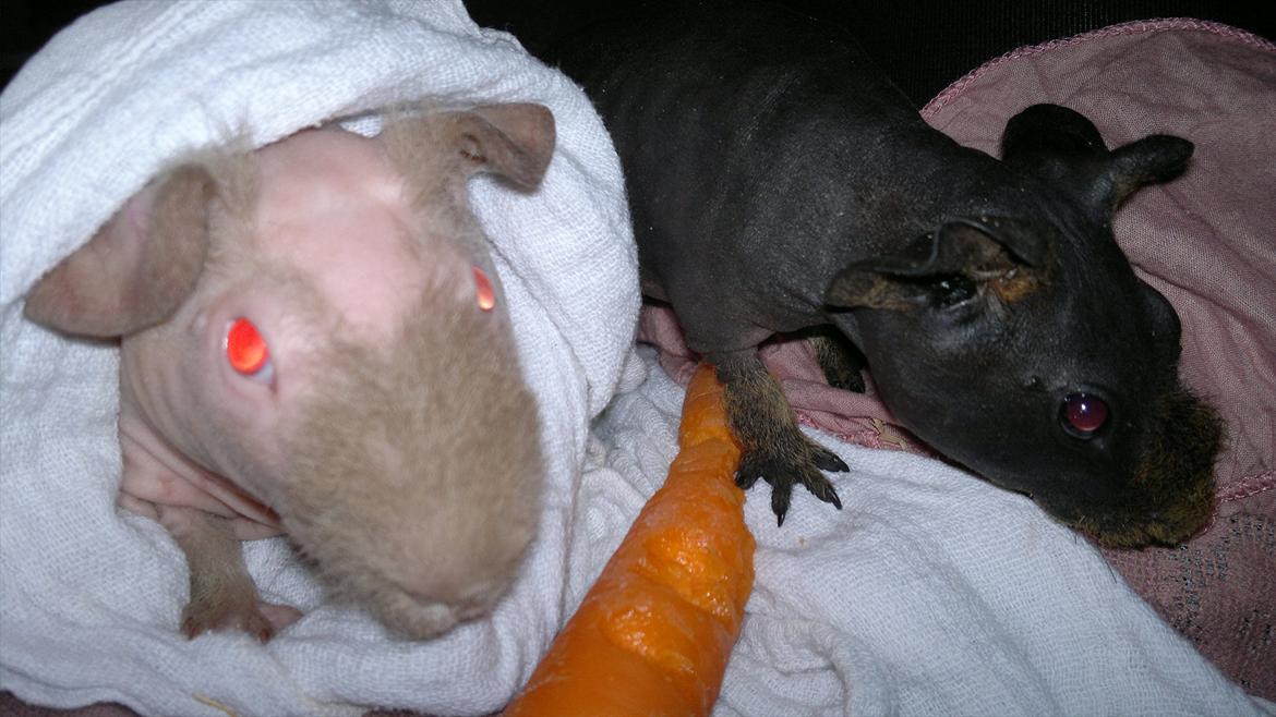 Marsvin Neptun billede 7