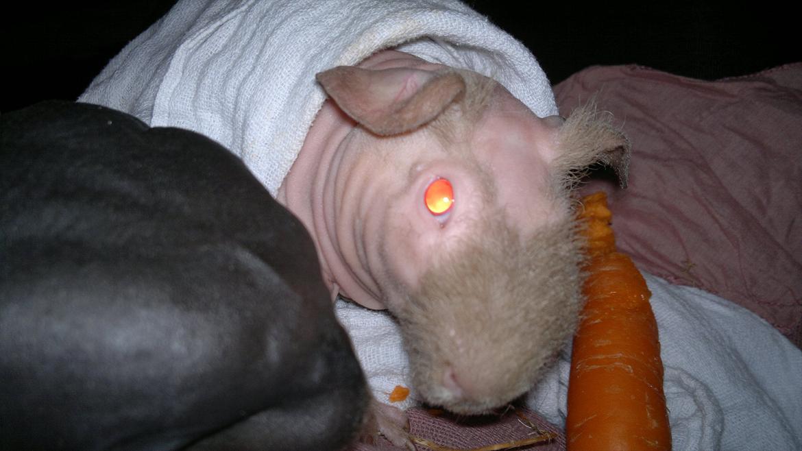 Marsvin Neptun billede 8