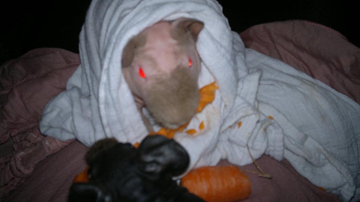 Marsvin Neptun billede 9