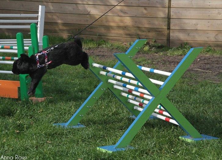 Kanin Milkas Ch. Koma Karma Kosmos billede 18