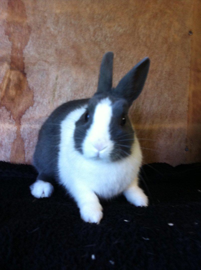 Kanin Coco Chanel ( Hermelin) billede 1