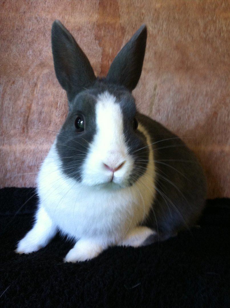 Kanin Coco Chanel ( Hermelin) billede 2