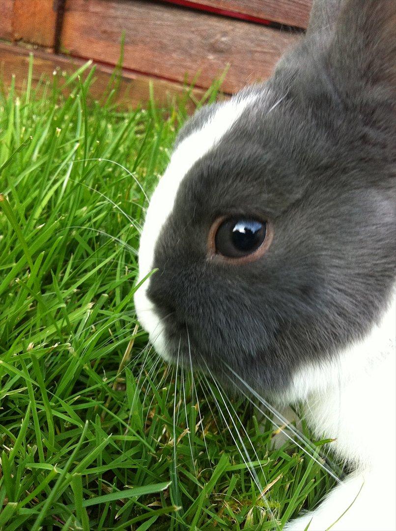 Kanin Coco Chanel ( Hermelin) billede 3