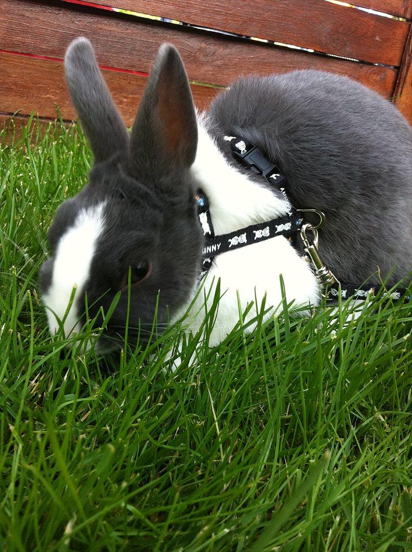 Kanin Coco Chanel ( Hermelin) billede 4