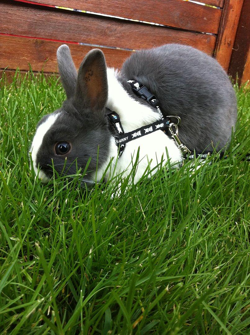 Kanin Coco Chanel ( Hermelin) billede 5