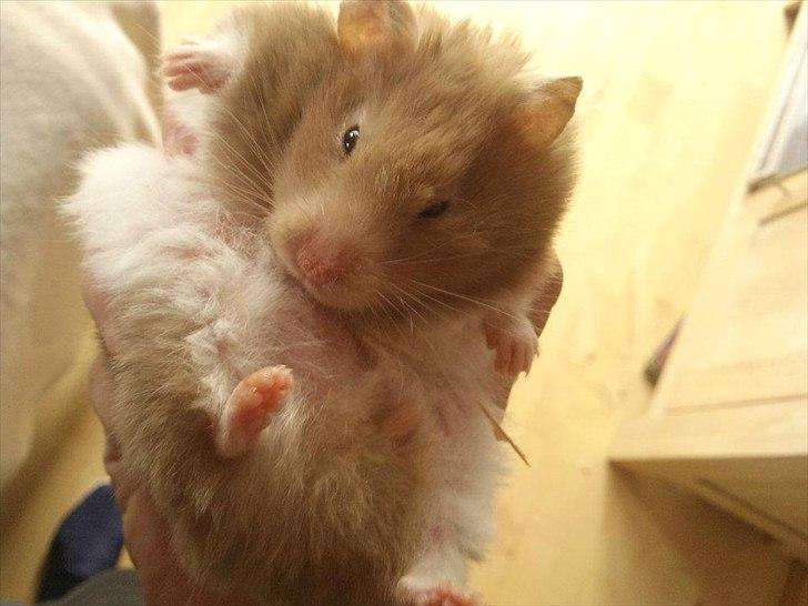 Hamster Trunte - Ninja spark!  billede 1