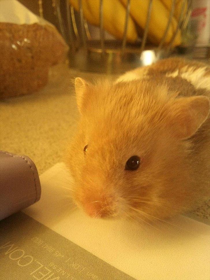 Hamster Trunte - Hun er gået i stå XD billede 2