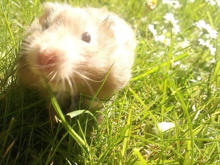 Hamster Trunte - Ude i haven :'D. billede 3