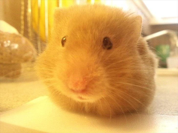 Hamster Trunte - Gået i stå igen :'D. billede 4