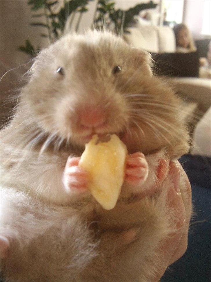 Hamster Trunte - Søvnig mens hun spiser banan :'D. billede 5