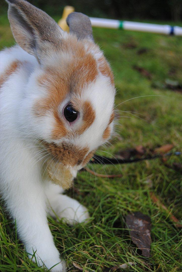 Kanin Hyggegården´s Ninus<3 (Stjernen) My little s billede 6