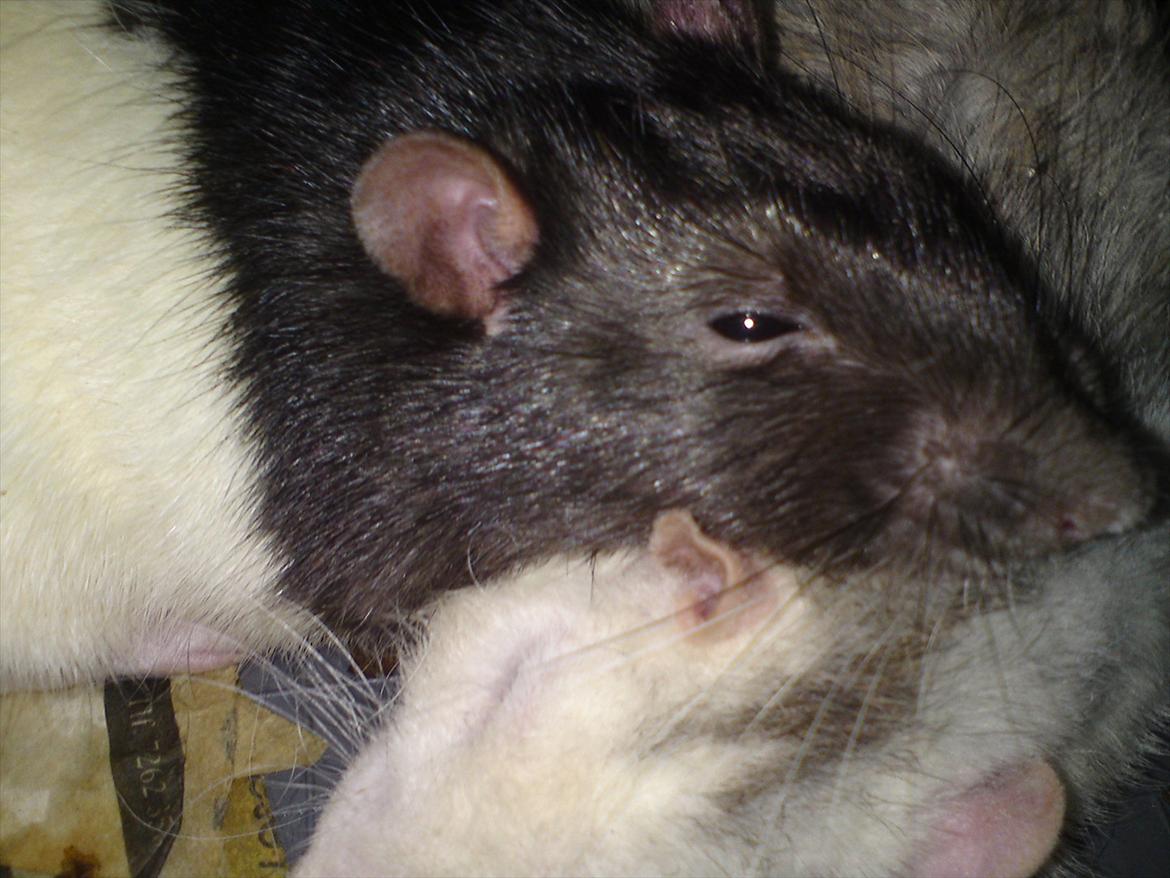 Tamrotte Stich billede 12