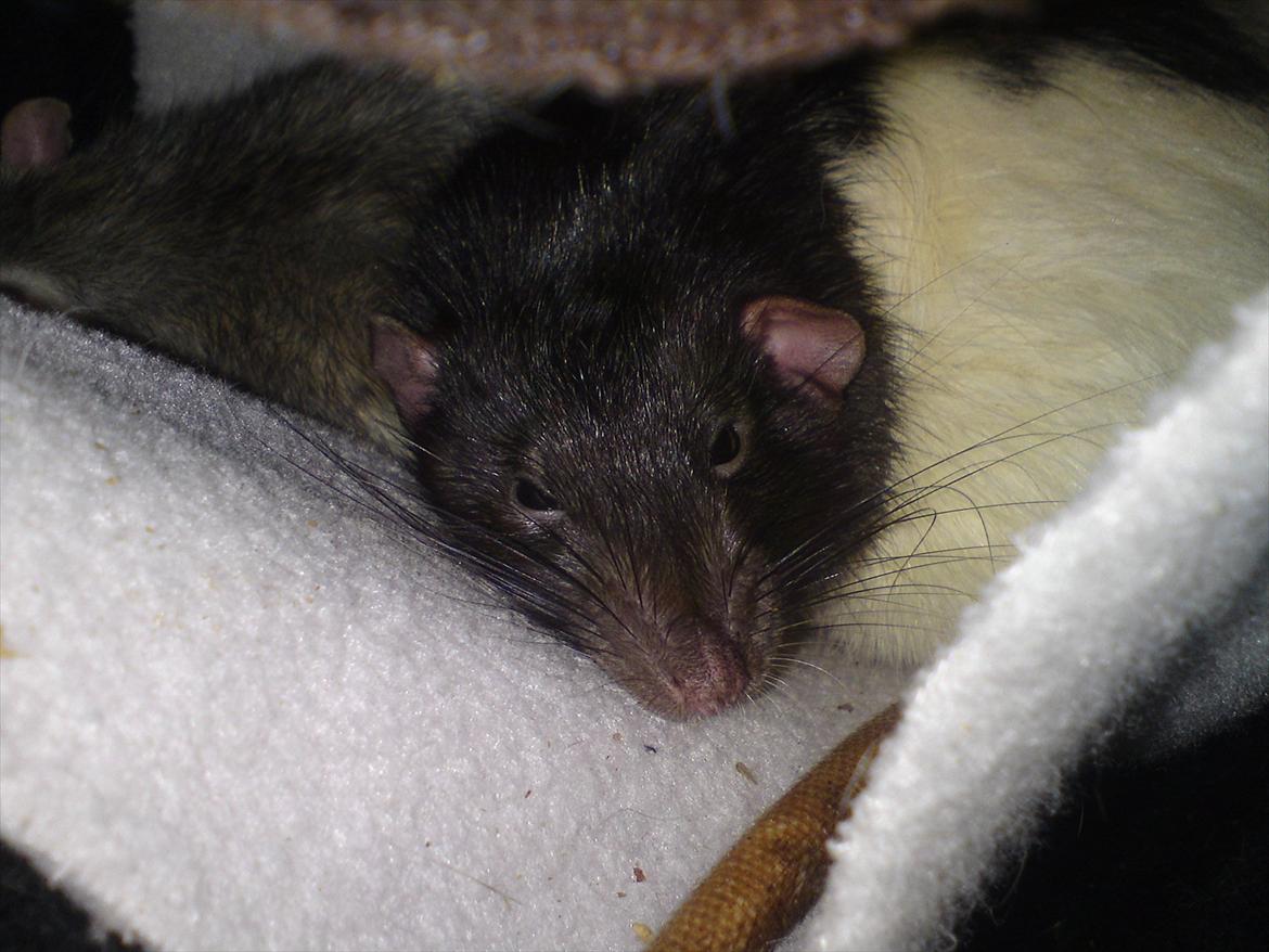 Tamrotte GR Saxofon billede 2