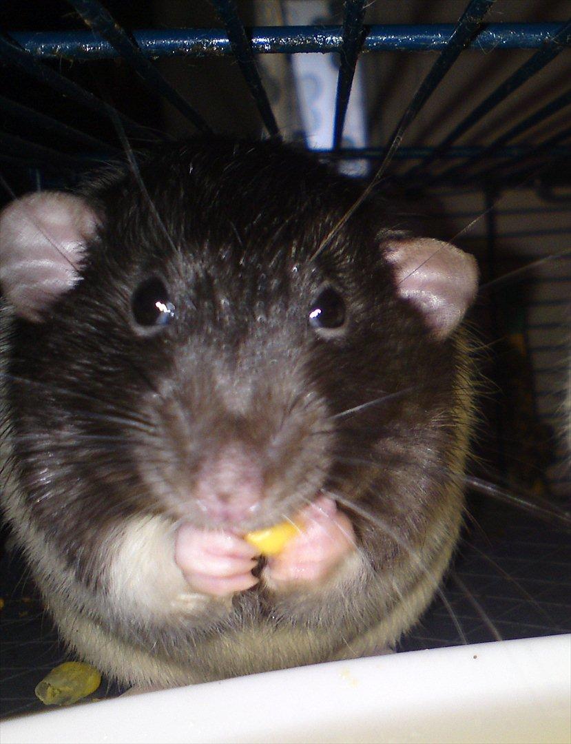 Tamrotte GR Saxofon billede 14