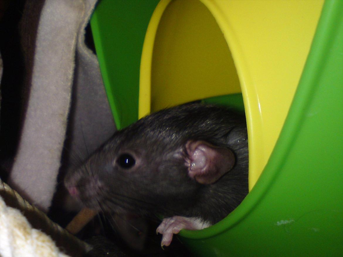 Tamrotte GR Saxofon billede 15