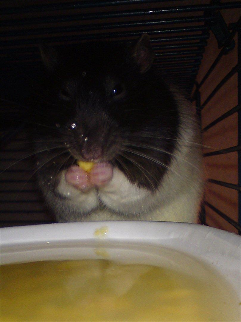 Tamrotte Stich billede 13