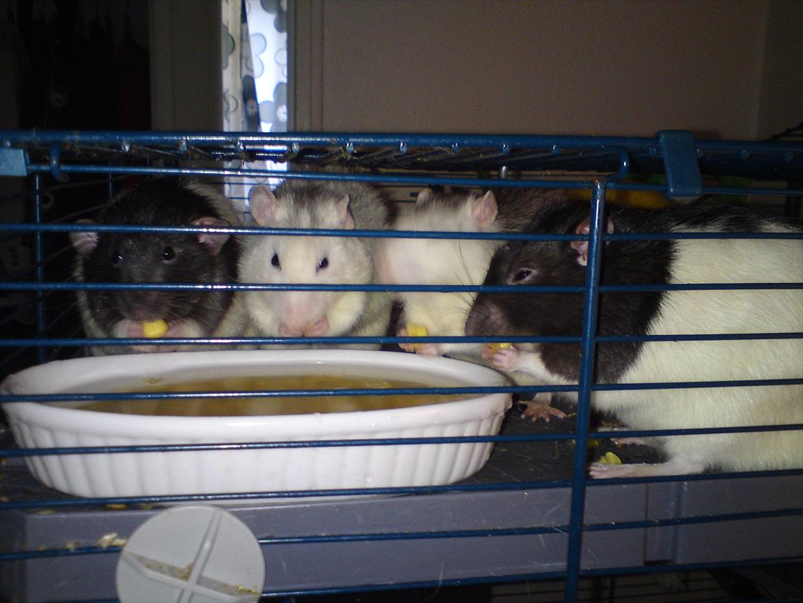 Tamrotte Stich billede 14