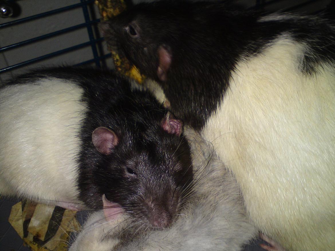 Tamrotte Stich billede 15