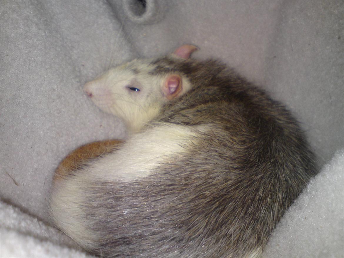 Tamrotte Benny billede 17