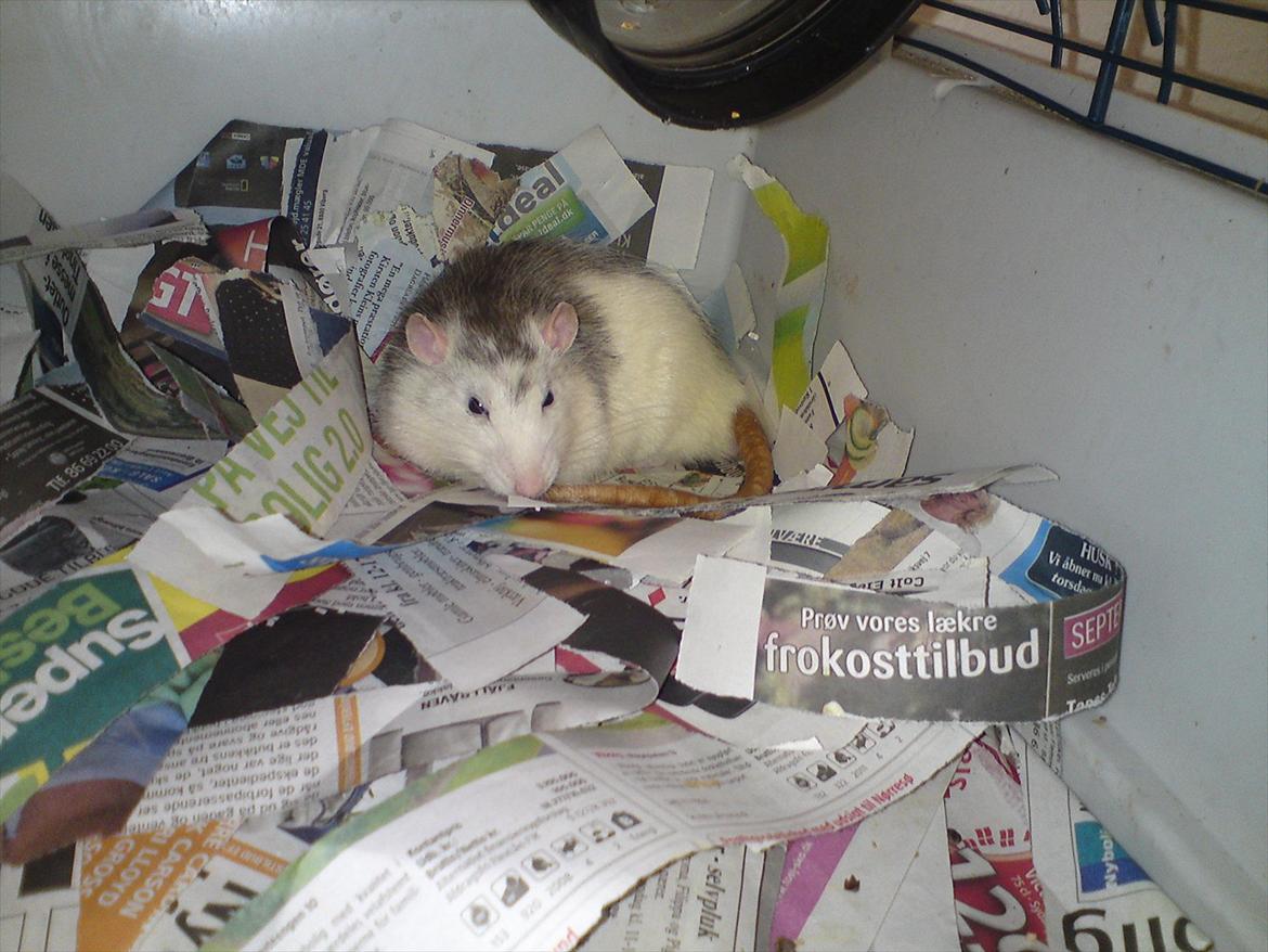 Tamrotte Benny billede 18