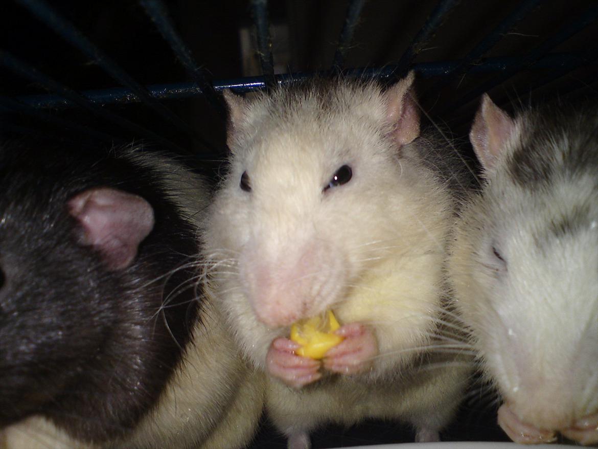 Tamrotte Boris billede 18