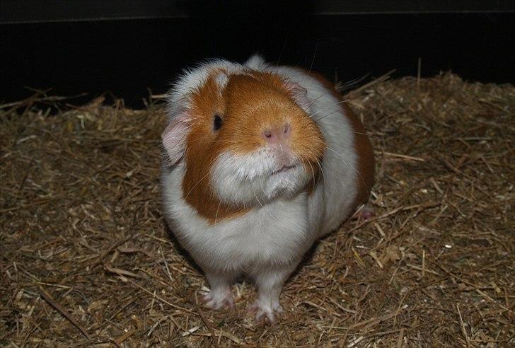 Marsvin Chili billede 15