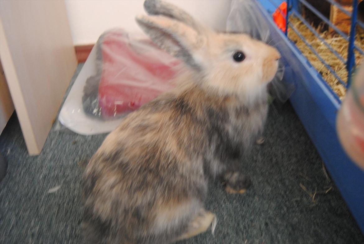 Kanin Bunnie<3 :'D billede 13