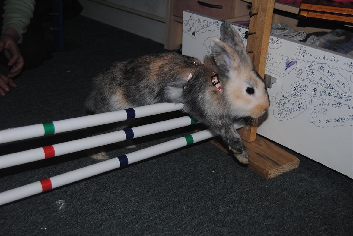 Kanin Bunnie<3 :'D billede 8