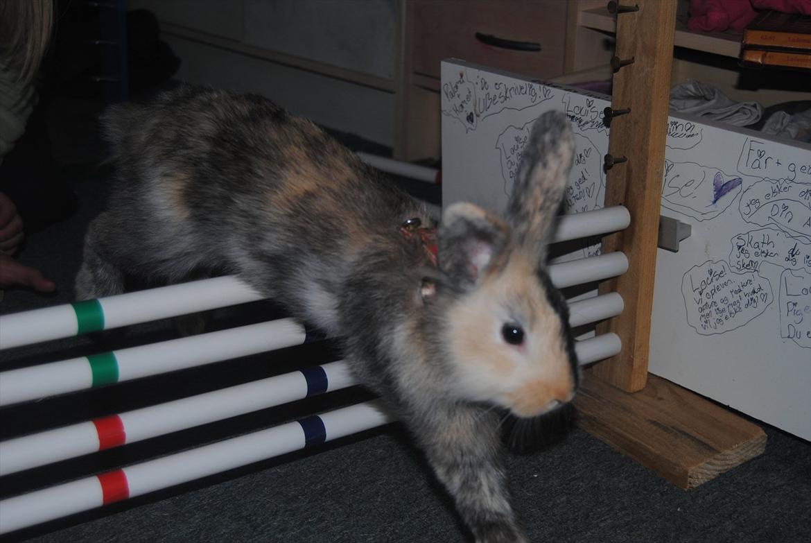 Kanin Bunnie<3 :'D billede 10