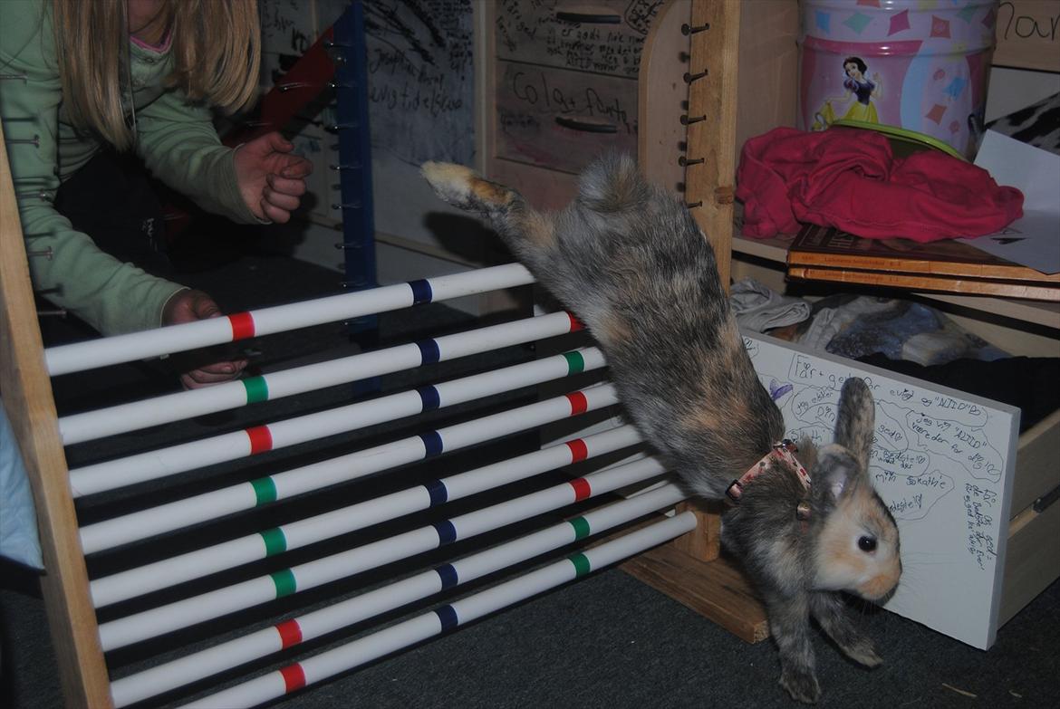 Kanin Bunnie<3 :'D billede 11