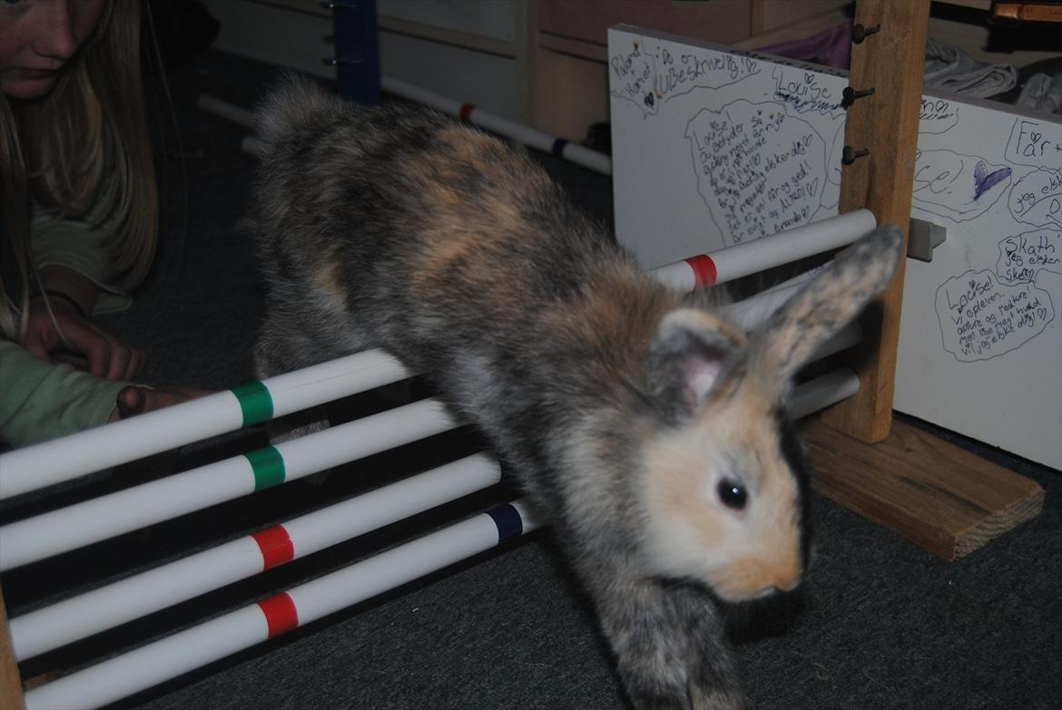 Kanin Bunnie<3 :'D billede 12