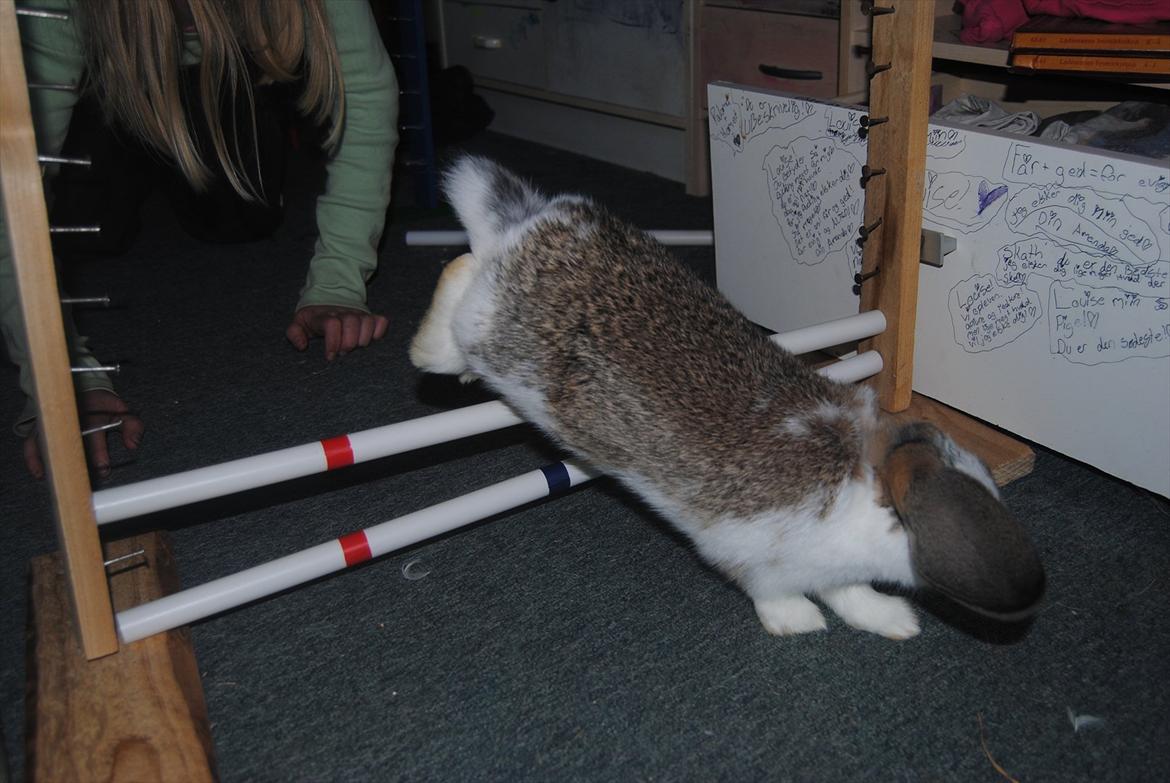 Kanin Baby Royal<3:-* billede 2