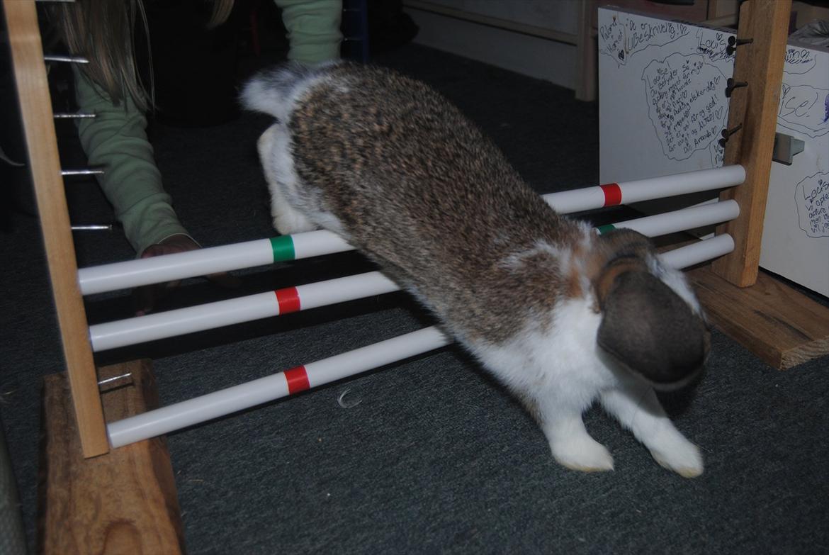 Kanin Baby Royal<3:-* billede 3