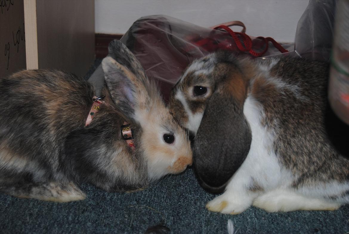 Kanin Baby Royal<3:-* - Best friends forever<3 billede 4