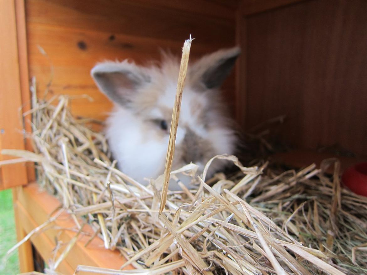 Kanin Amanda *Savner dig* - Nuuurh elsker dig så højt skath billede 12