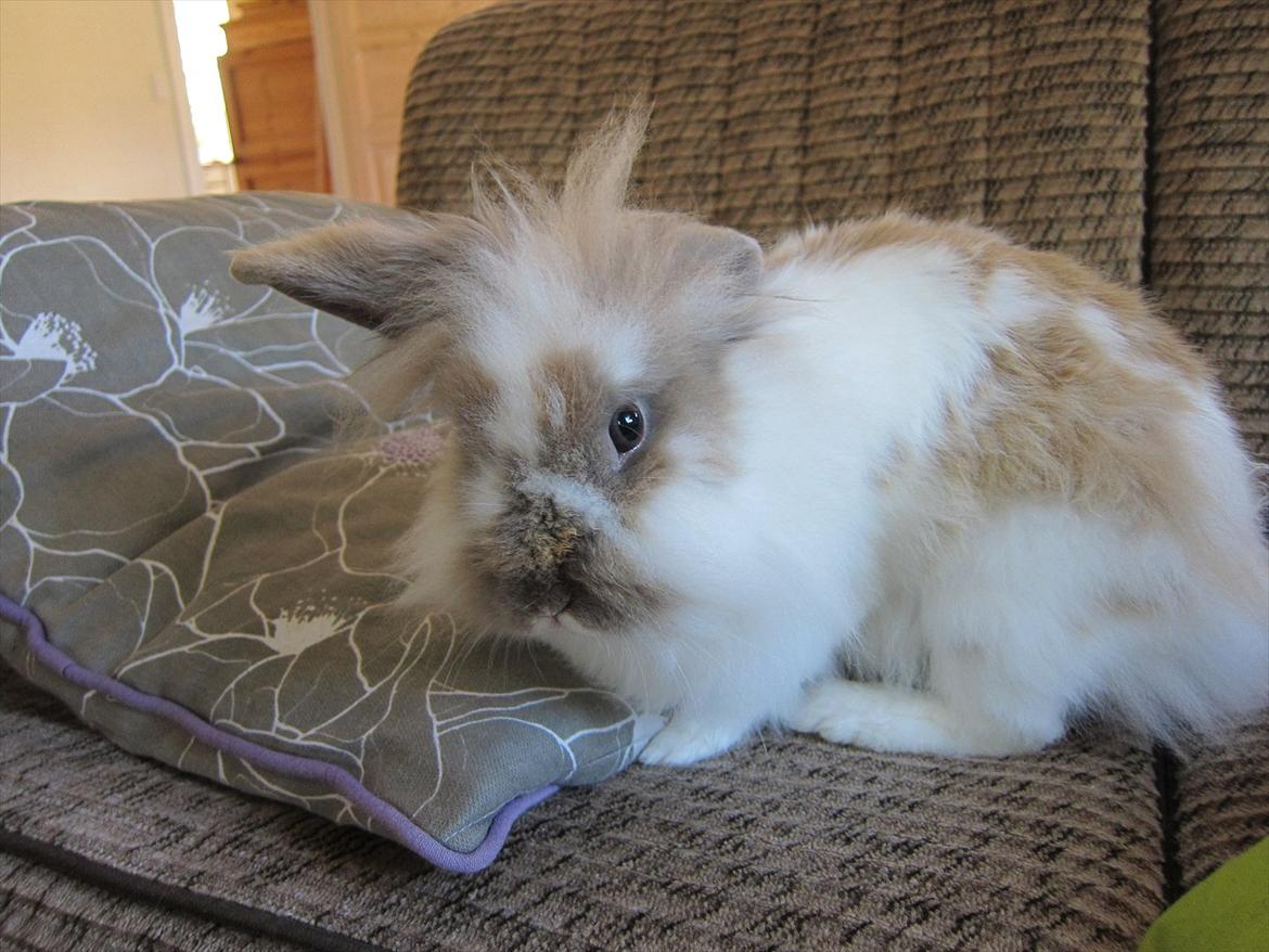 Kanin Amanda *Savner dig* - Kan ikke stå for det her billdede hun er bare en engel billede 13