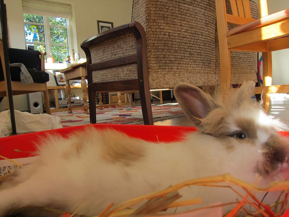 Kanin Amanda *Savner dig* - Dine deglige dumheder <3 billede 15