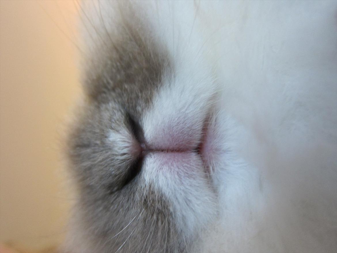 Kanin Amanda *Savner dig* - Ha Ha' Mester billede billede 14