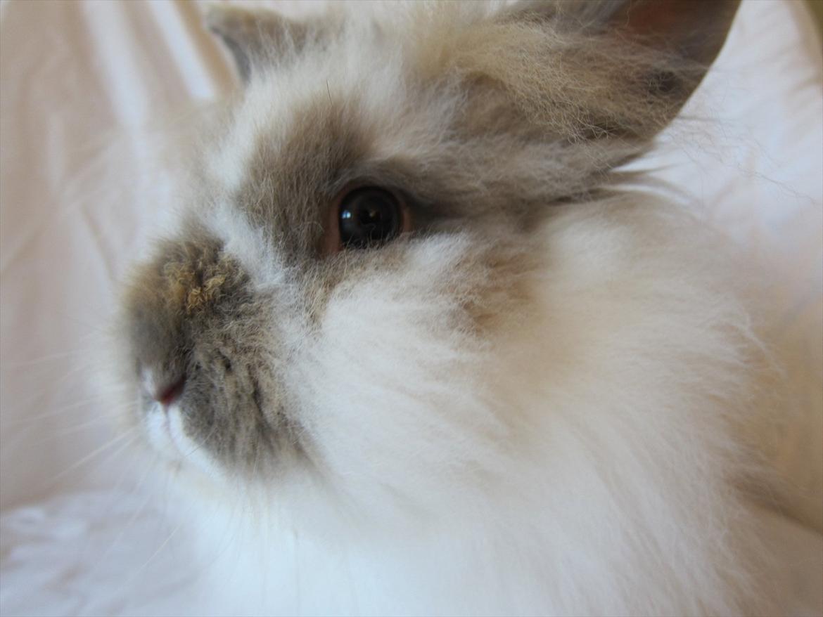 Kanin Amanda *Savner dig* - Super model billede 7