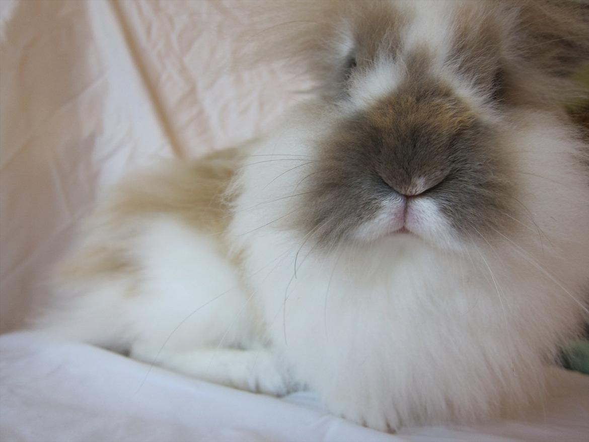 Kanin Amanda *Savner dig* - ♥♥♥♥♥ billede 16