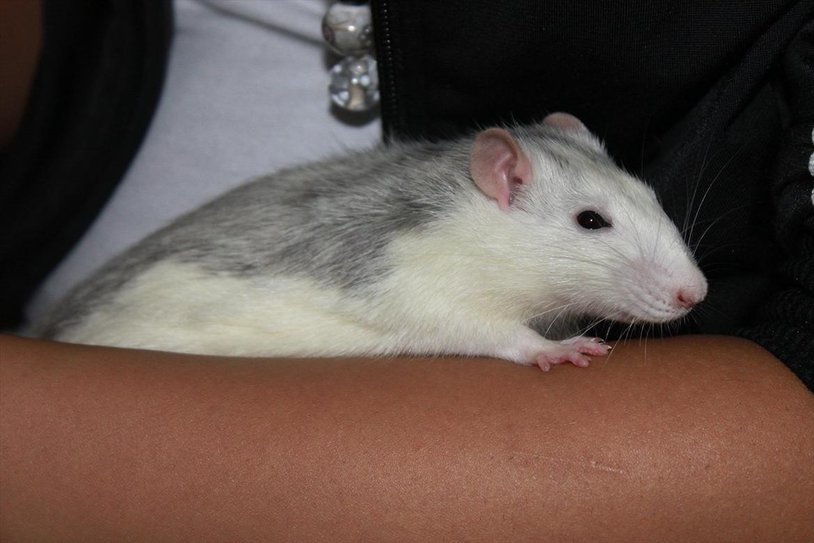 Tamrotte Gustaf billede 14