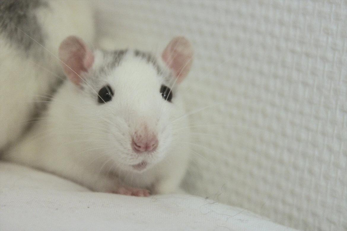 Tamrotte Gustaf billede 8