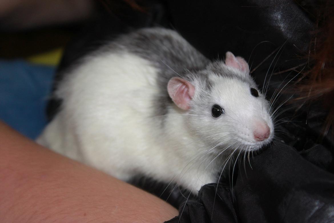 Tamrotte Syldvester billede 6