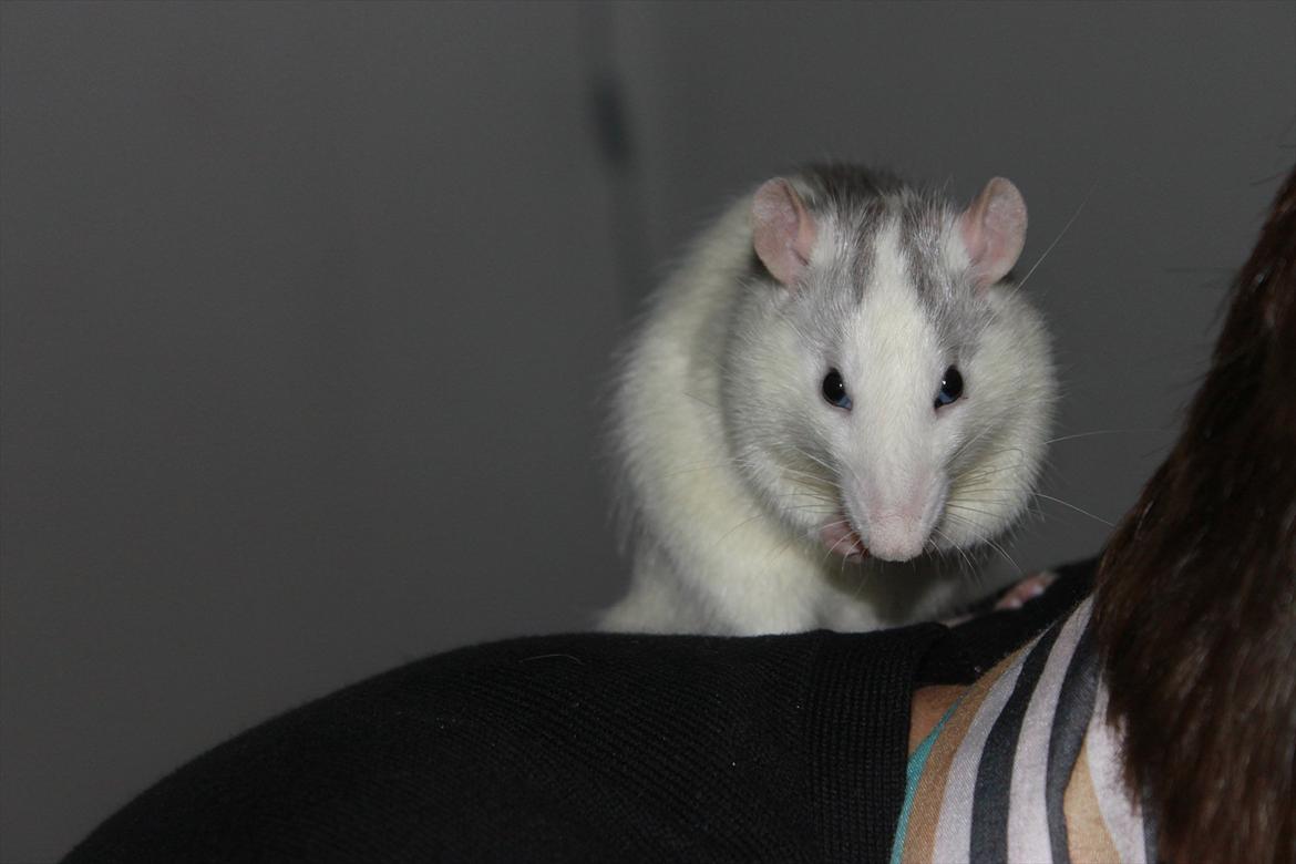 Tamrotte Syldvester billede 7