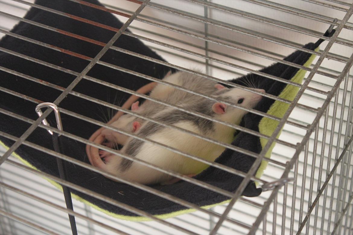 Tamrotte Syldvester billede 10