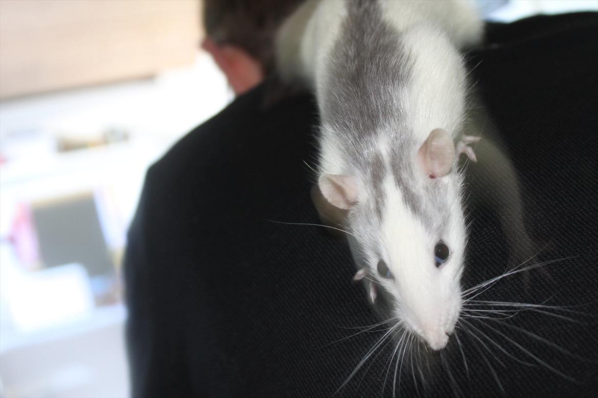 Tamrotte Syldvester billede 8