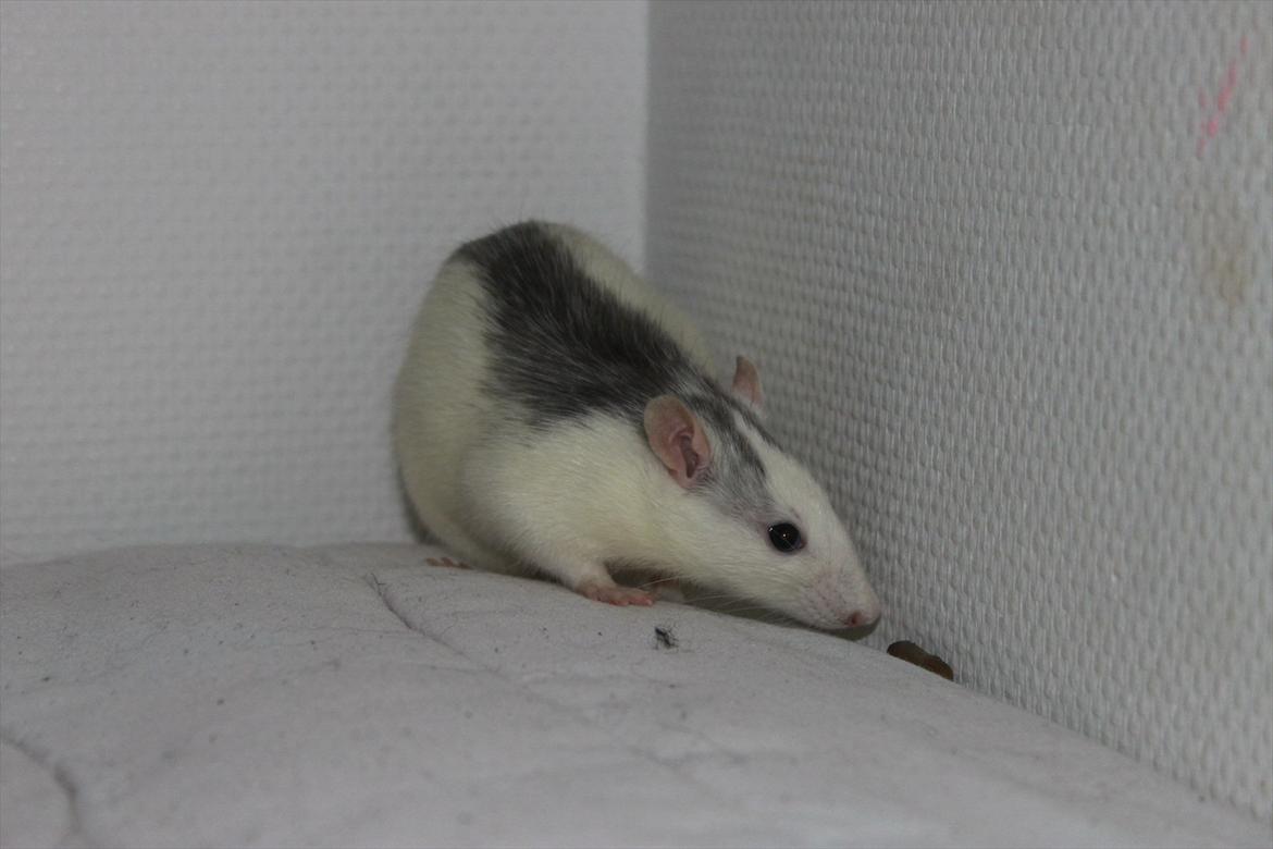 Tamrotte Syldvester billede 9