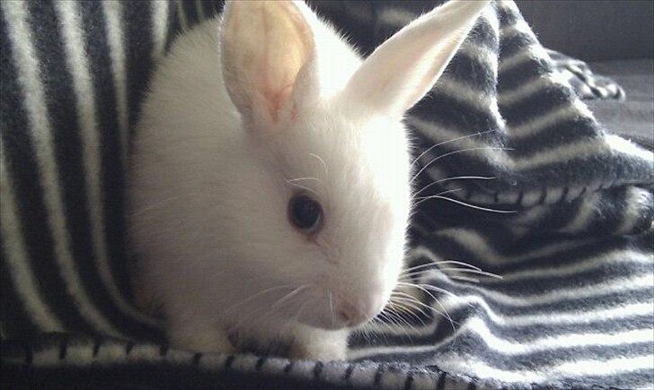 Kanin Loppe - Den lille hvide prinsesse<3 billede 1